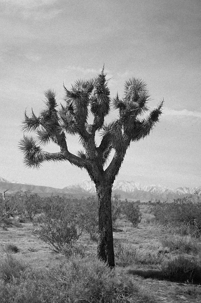 phtograph of a tree in Llano, CA