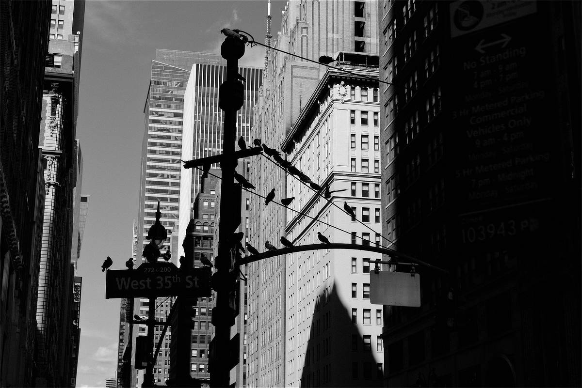 photograph of birds on a signpole in NYC